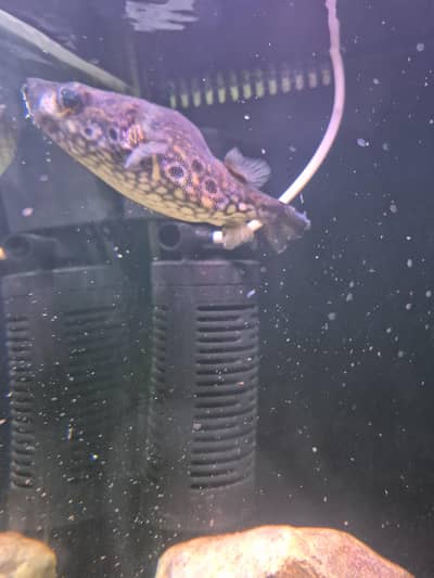 Large Size Puffer Imported