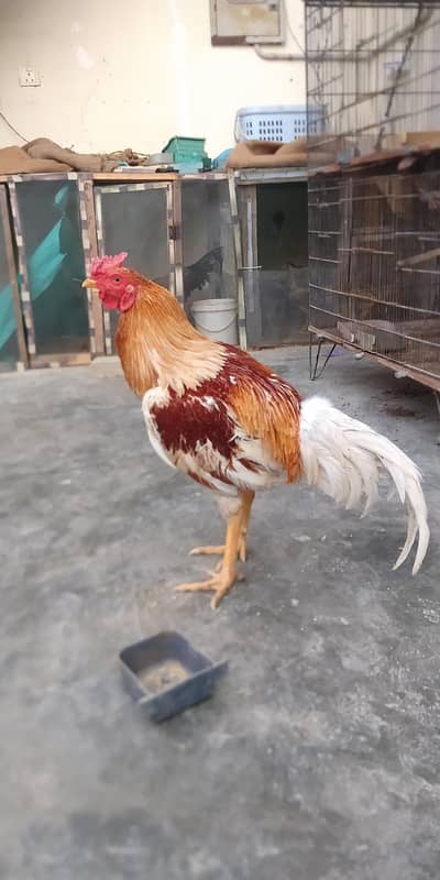 Khubsurat Ghar Ka Pala Murgha For Sale