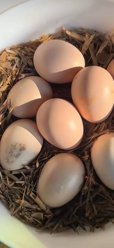 fresh fertile eggs available hai munasib qemat par