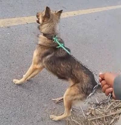 Alsatian Dog full active