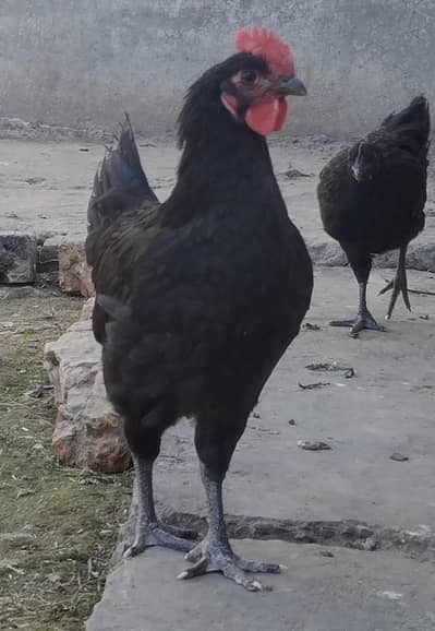Australorp and Ayam cemani pure breed for sale