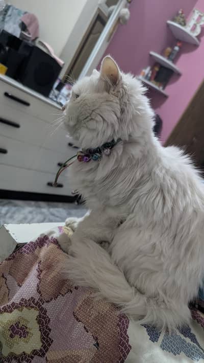 Persian pure white cat