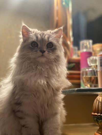 Female Persian cat