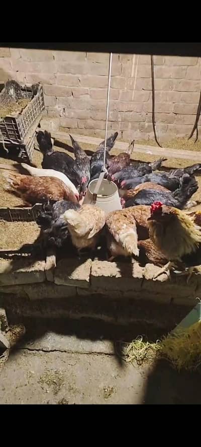 20 lohman brown murgeyan sab egg dye rahe hean sab aik sale krni hean