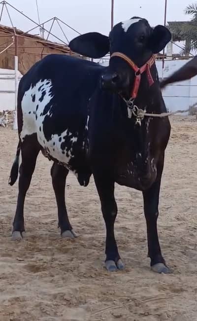 Bachri available for sale