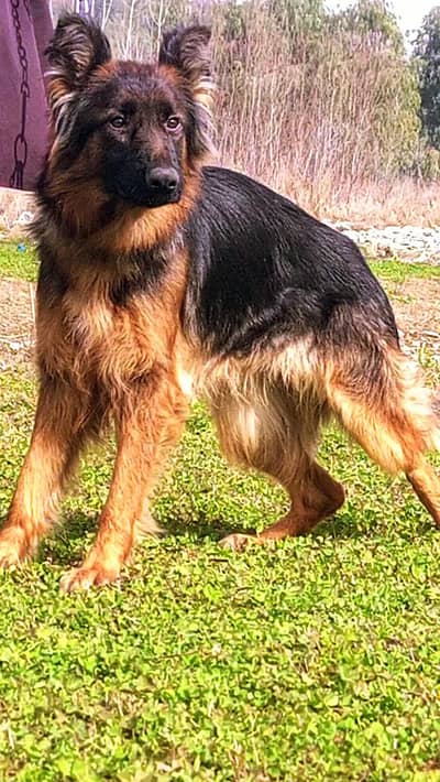 German Shepherd male dog for sale