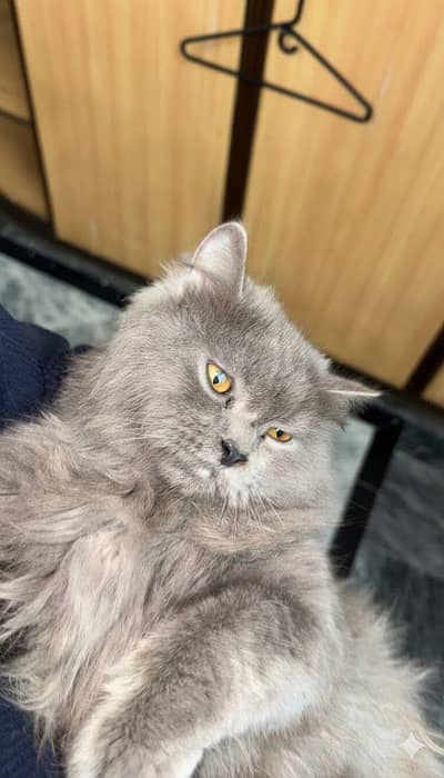 persian cat double coat  neutered