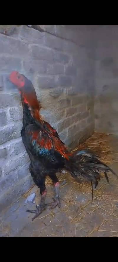 Thai super locker | Thai pakoya | egg