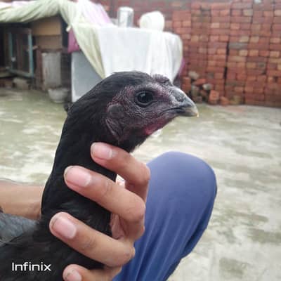 Black Dragon Female fore sale