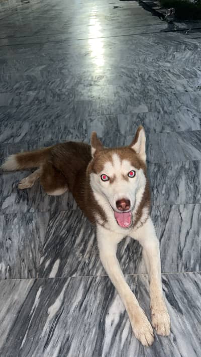 Huskey Female blue Eyes
