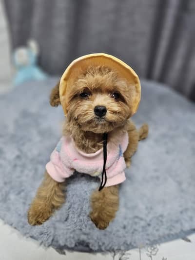 Maltipoo