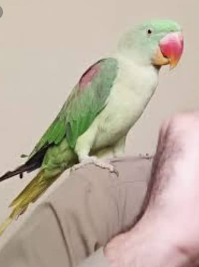 Phari female for sale