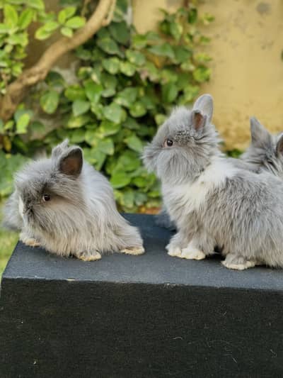 Lion head angoora bunnies available for sale
