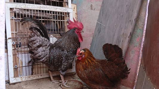 FULLY ACTIVE HENS PAIR FOR SALE
