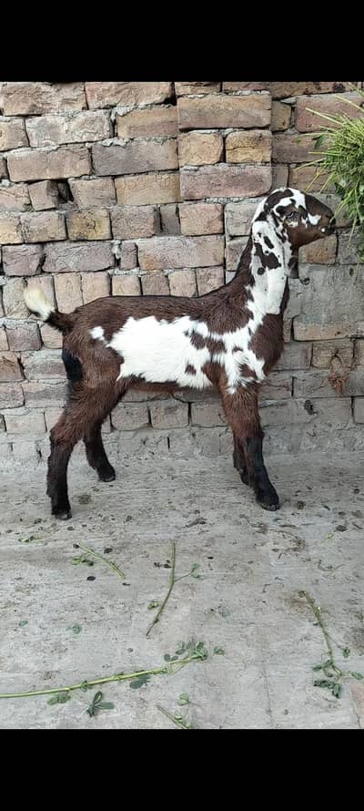 bakri