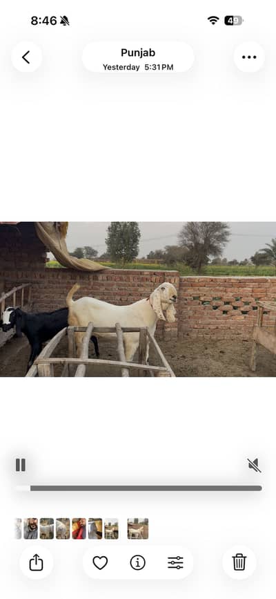 Pure Beetal Breeder Bakra for Sale - 4 Daant - Heavy Structure