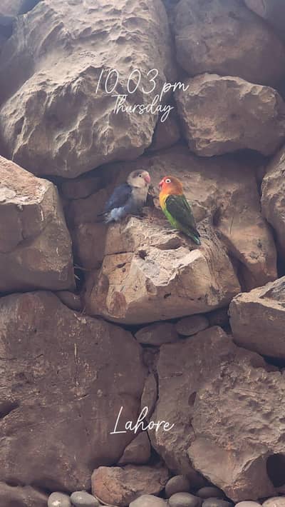 Full Breader Pair for Sale