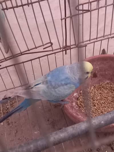 Rainbow Budgies Adult and Pathay
