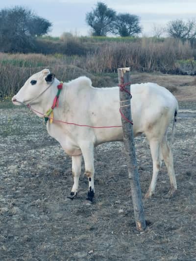 bulls/ qurbani bail for sale