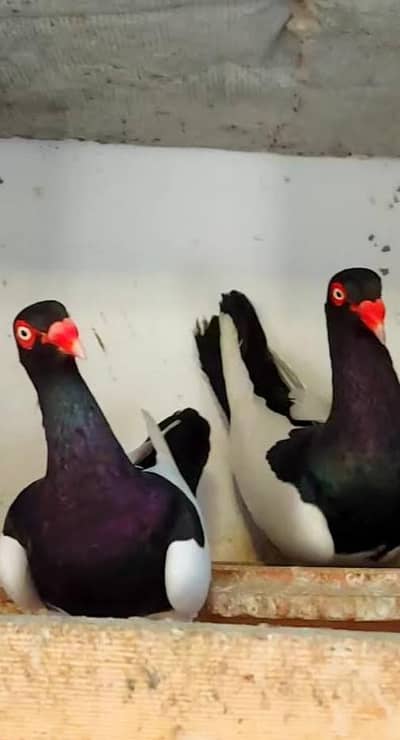 breedar pair meg pai