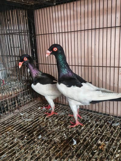 breedar pair meg pai
