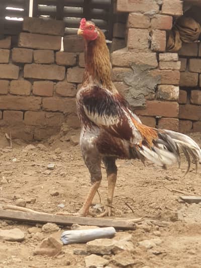 band jor m long hight  aseel murga he