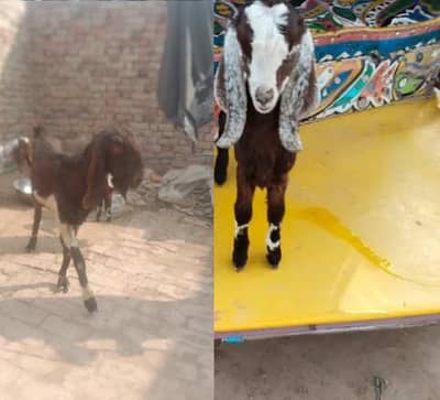 Lyallpuri cross bakri aik ablak bacha