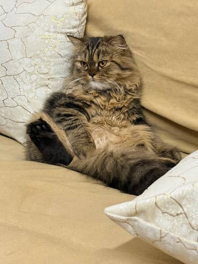 triple court punch face