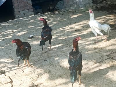 4 adad Aseel Pure patha nasal