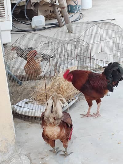 Murgha murghi andy dene wali murghi