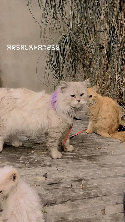 Breader persian male