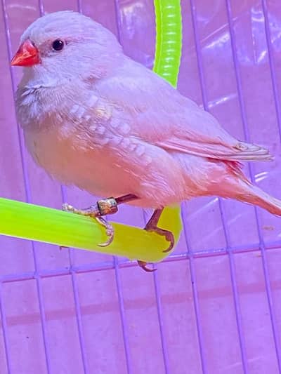 Diamond finich ready to bread birds for sale