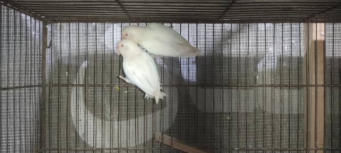 Albino, creamino, opalline breeder pair for sale