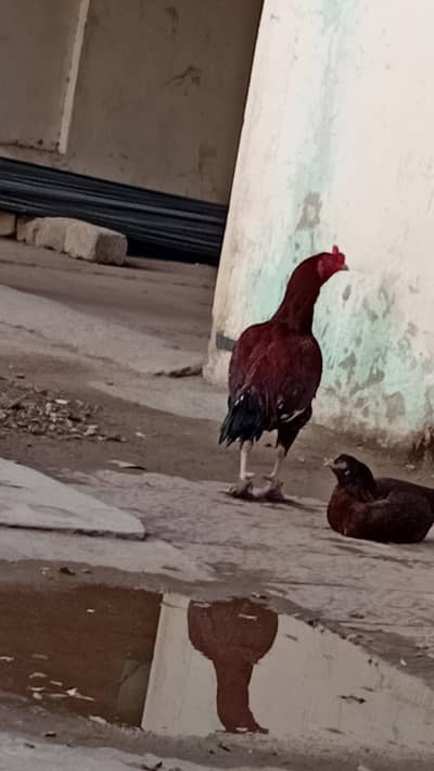 fiting bard bhot acha brider chez ko samjna wala rabta kara chaskha na