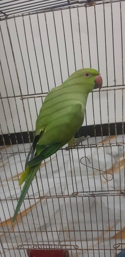 Ring neck breeding female