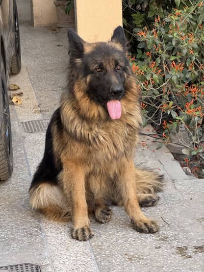 German Shepherd For Stud / Breeding