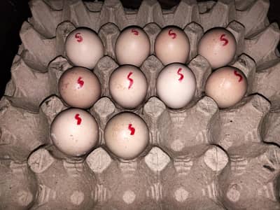 white shamo eggs fertile eggs