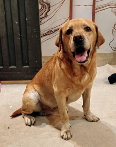 Labrador Golden