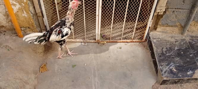 chena aseel patha with cage