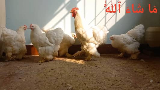 White Heavy Buff chicks and eggs 03204143422 Heera and Golden buff egg
