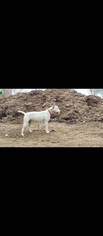 walaiti gultair female