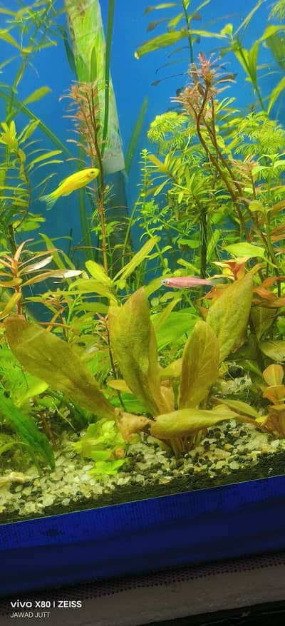 plants aquarium for sale base Glass 14 MM side base 12 MM very strong