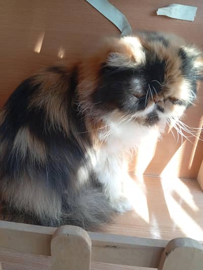 Classic Calico female cat
