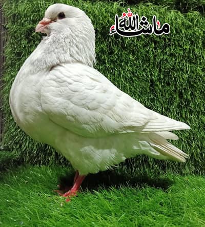 king  Breder Male For Sale