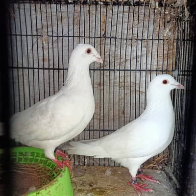 Qasid paper white breder pair with 2 eggs For Sale