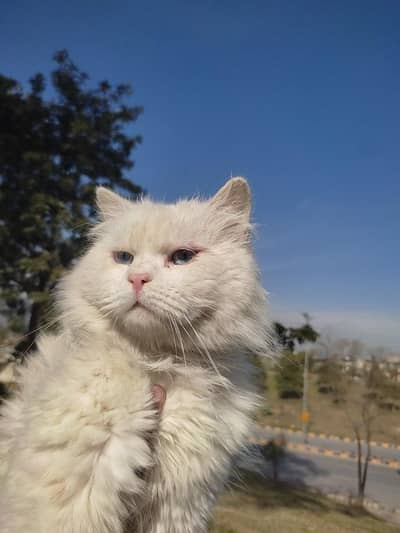 Persian cate for sale - Very Cute & Healty
