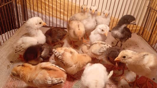 Aseel Chicks Available for sale
