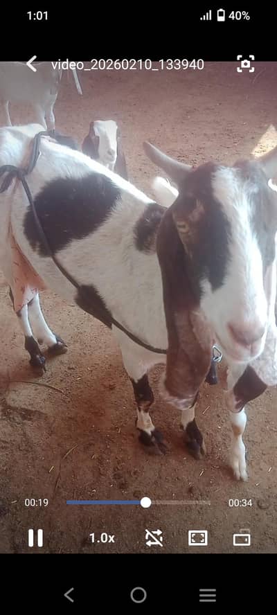 Cheena Gulabi Jatan and ablak