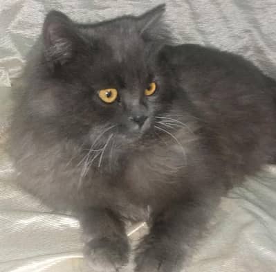 Adorable Grey Longhair Cat for Sale