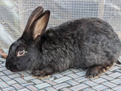 jarman jaint x newziland breeder male